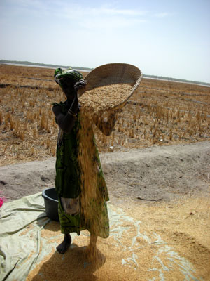 Village woman with rice 